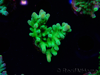 WYSIWYG RAH Acropora austera Puntas Amarillas 5G3