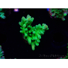 WYSIWYG RAH Acropora austera Yellow 5G5