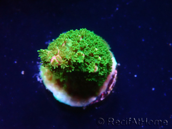 WYSIWYG RAH Acropora abrotanoides Pink Tips 5H2
