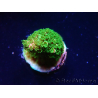 WYSIWYG RAH Acropora abrotanoides Pink Tips 5H2