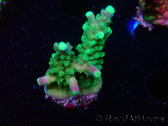 WYSIWYG RAH Acropora Joker 5H7