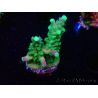 WYSIWYG RAH Acropora Joker 5N4
