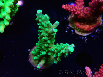 WYSIWYG RAH Acropora Joker 5N3