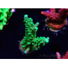 WYSIWYG RAH Acropora Joker 5N3