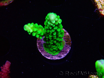 WYSIWYG Acropora yongei Geen Slimer 5S4