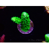 WYSIWYG Acropora yongei Geen Slimer 5S4