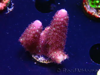 WYSIWYG RAH Acropora Rainbow Mango 5K2