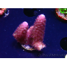 WYSIWYG RAH Acropora Rainbow Mango 5K2