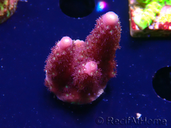 WYSIWYG RAH Acropora Rainbow Mango 5K3
