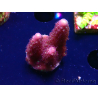 WYSIWYG RAH Acropora Rainbow Mango 5K3