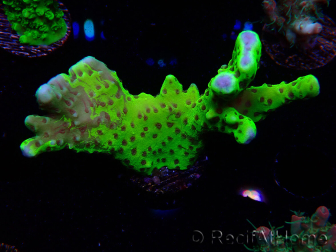 WYSIWYG - CB Incredible Hulk Montipora GRAFTED 5L1