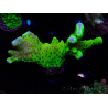 WYSIWYG - CB Incredible Hulk Montipora GRAFTED 5L1