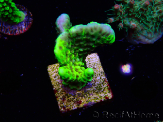 WYSIWYG - CB Incredible Hulk Montipora GRAFTED 5L2