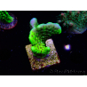 WYSIWYG - CB Incredible Hulk Montipora GRAFTED 5L2