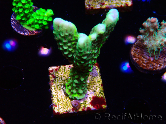 WYSIWYG - CB Incredible Hulk Montipora GRAFTED 5L8