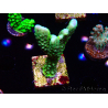 WYSIWYG - CB Incredible Hulk Montipora GRAFTED 5L8