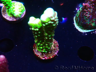 WYSIWYG - CB Incredible Hulk Montipora GRAFTED 5L5