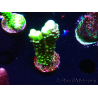 WYSIWYG - CB Incredible Hulk Montipora GRAFTED 5L5