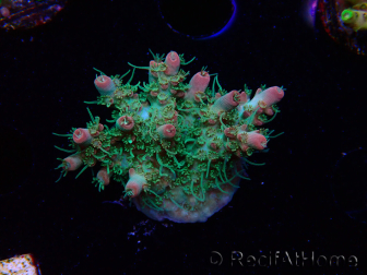 WYSIWYG RAH Acropora Strawberry Ice 5P1