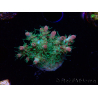 WYSIWYG RAH Acropora Strawberry Ice 5P1