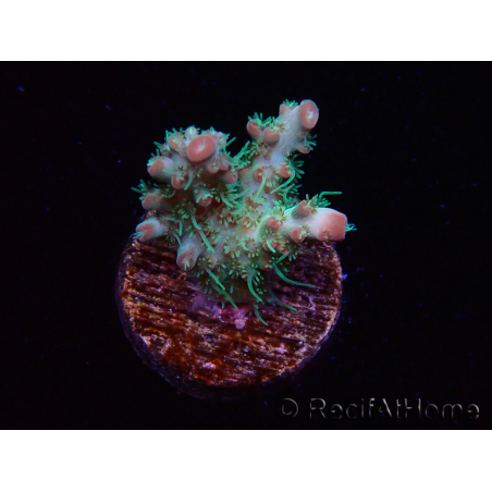 WYSIWYG RAH Acropora Strawberry Ice 5M3