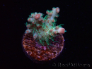 WYSIWYG RAH Acropora Strawberry Ice 5M3