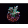 WYSIWYG RAH Acropora Strawberry Ice 5P2