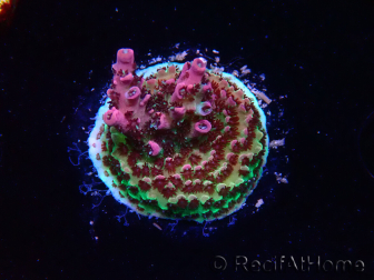 WYSIWYG RAH Acropora hyacinthus Red Planet 5M6