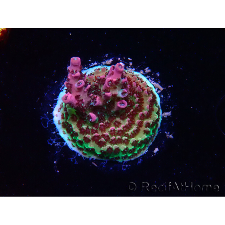 WYSIWYG RAH Acropora hyacinthus Red Planet 5M6