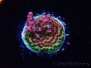 WYSIWYG RAH Acropora hyacinthus Red Planet 5A4