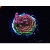 WYSIWYG RAH Acropora hyacinthus Red Planet 5M6