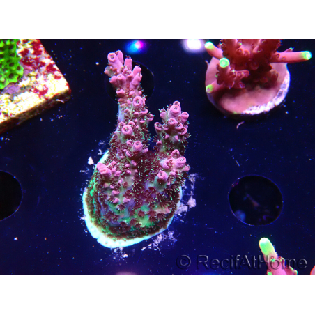 WYSIWYG RAH Acropora hyacinthus Red Planet 5A4