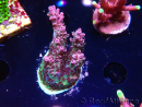 WYSIWYG RAH Acropora hyacinthus Red Planet 5M7