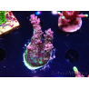 WYSIWYG RAH Acropora hyacinthus Red Planet 5A4