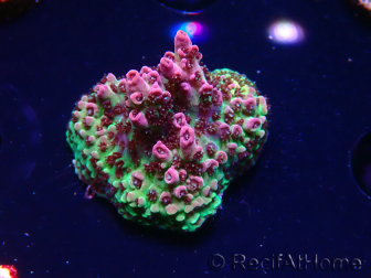 WYSIWYG RAH Acropora hyacinthus Planeta Rojo 5A3