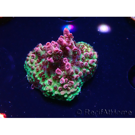 WYSIWYG RAH Acropora hyacinthus Planeta Rojo 5A3