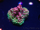 WYSIWYG RAH Acropora hyacinthus Red Planet 5M8