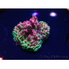 WYSIWYG RAH Acropora hyacinthus Planeta Rojo 5A3