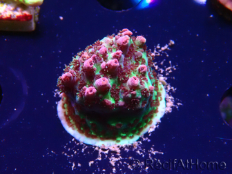 WYSIWYG RAH Acropora hyacinthus Red Planet 5M9
