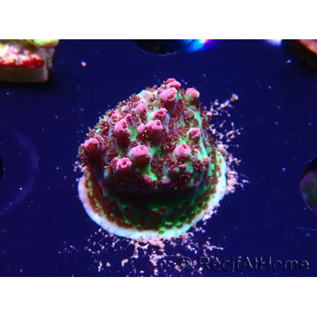 WYSIWYG RAH Acropora hyacinthus Red Planet 5Z1