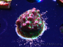 WYSIWYG RAH Acropora hyacinthus Red Planet 5Z1