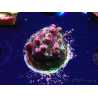WYSIWYG RAH Acropora hyacinthus Red Planet 5Z1