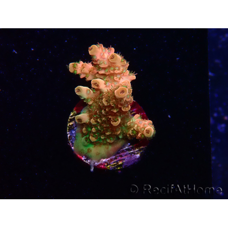 WYSIWYG AK Acropora Bill Murray 5N6