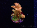 WYSIWYG AK Acropora Bill Murray 5N6