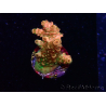 WYSIWYG AK Acropora Bill Murray 5Z1