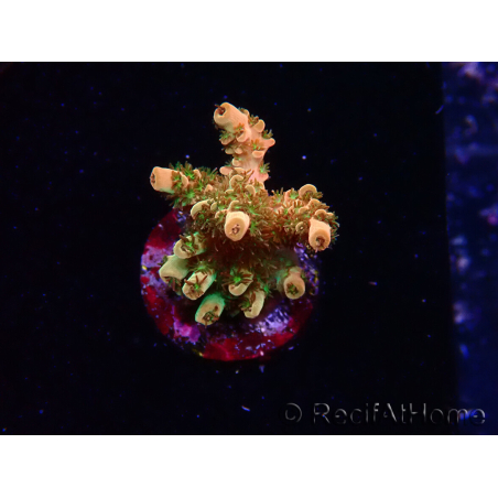 WYSIWYG AK Acropora Bill Murray 5Z2