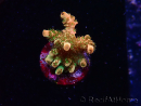 WYSIWYG AK Acropora Bill Murray 5Z2