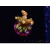 WYSIWYG AK Acropora Bill Murray 5Z2