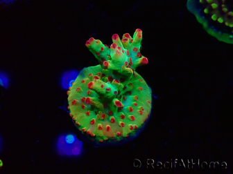 WYSIWYG RAH Acropora microclados Cloudberry SC 5A1