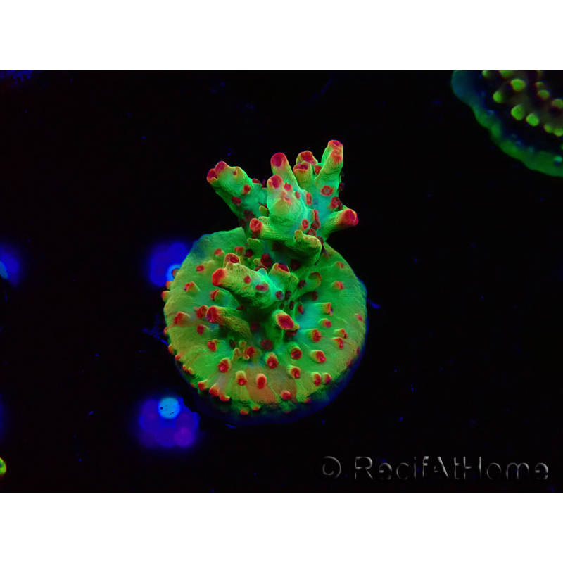 WYSIWYG RAH Acropora microclados Cloudberry SC 5A1